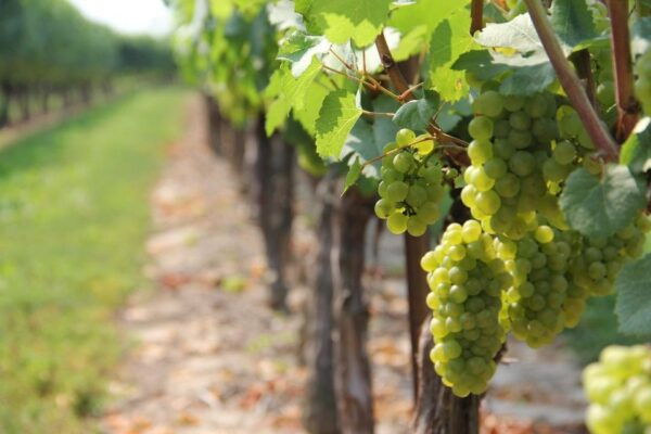 Tuk-Tuk Tour in Guimarães + Green Wine Tour and Tastings - Frequently Asked Questions