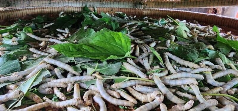 Tuk-Tuk Tour to Silk Island & Udong Mountain - The Value of This Tour