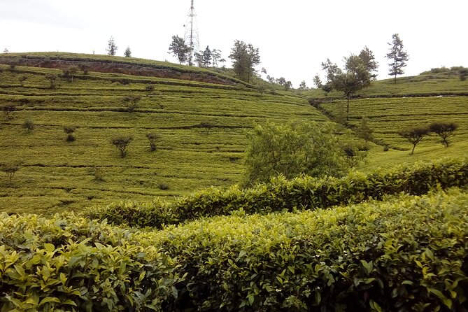 Tuktuk Safari in Tea & Spice Plantation,View Points,Upper Diyaluma Waterfalls, - Pickup Locations and Start Time
