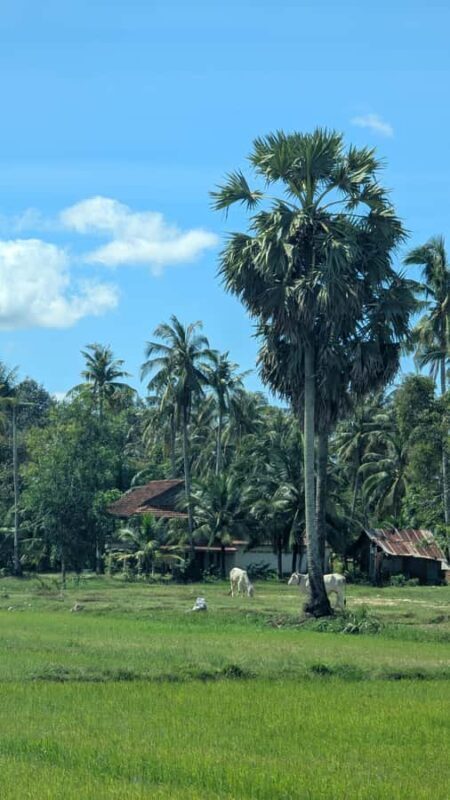 Tuktuk Tour: Visit Pepper Farm, Salt Field & Secret Lake - Exploring Kampot’s Countryside: A Tuktuk Tour of Pepper, Salt & Hidden Gems