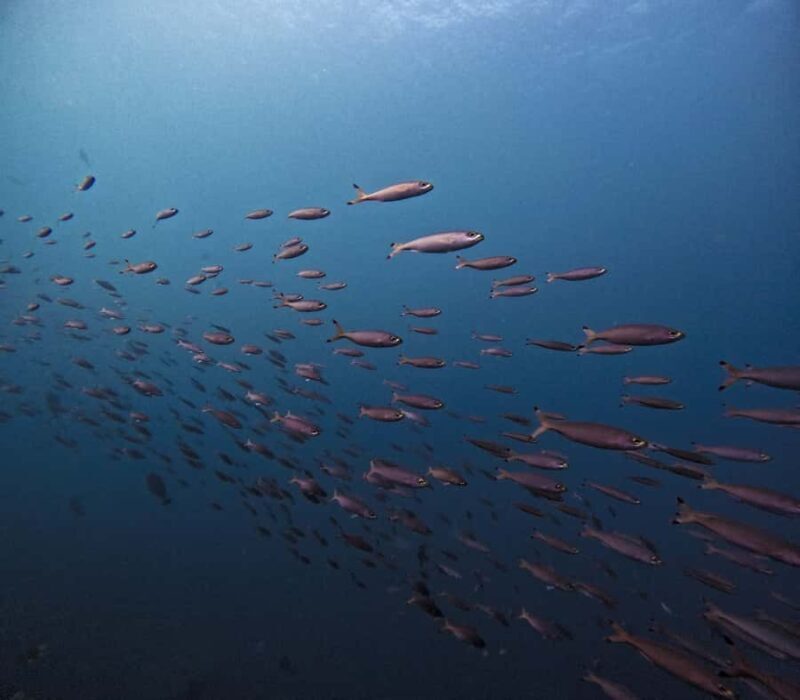 Tulamben Liberty Wreck 3 dives daytrip from South Bali - A Closer Look at the Experience