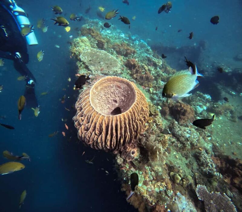Tulamben Liberty Wreck 3 dives daytrip from South Bali - Exploring the Tulamben Liberty Wreck: The Heart of the Tour