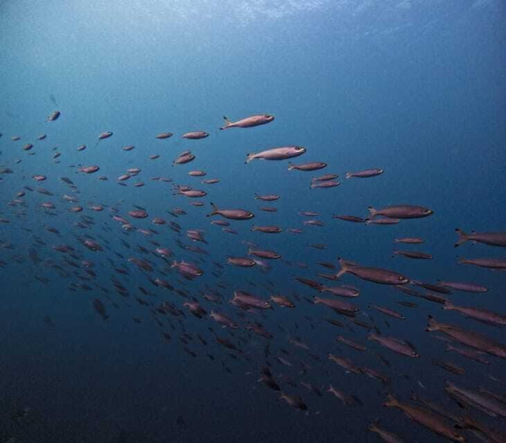 Tulamben Liberty Wreck 3 dives daytrip from South Bali - Price and Value