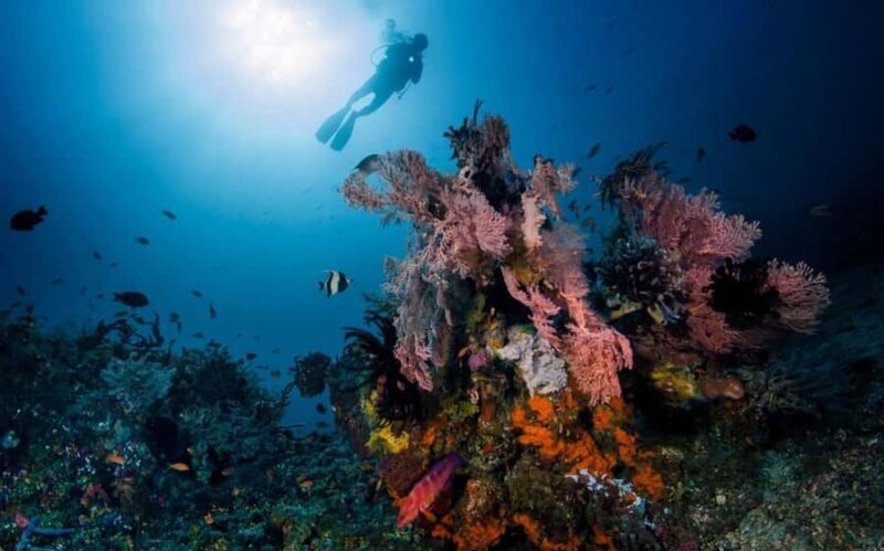 Tulamben: Underwater Paradise Scuba Diving Experience - Who Will Love This Tour?