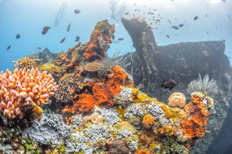 Tulamben: USAT Liberty Shipwreck Full-Day Snorkeling Trip - Good To Know