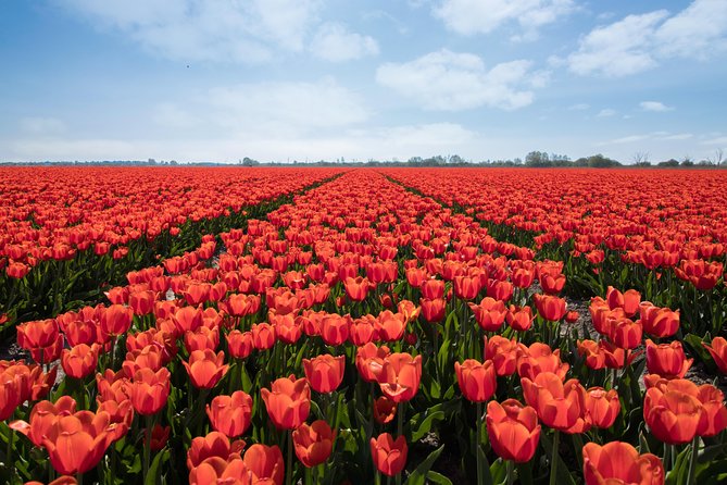 Tulip Fields of Holland Tour Seasonal - Tour Itinerary