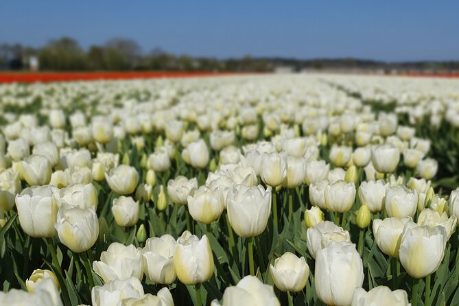 Tulip Fields of Holland Tour Seasonal - Best Time to Visit