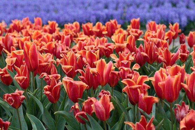 Tulip Fields of Holland Tour Seasonal - What to Expect on the Tour