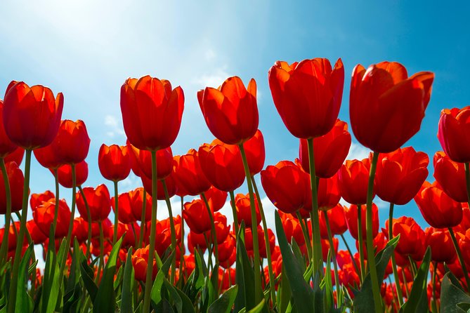 Tulip Fields of Holland Tour Seasonal - How to Book the Tour