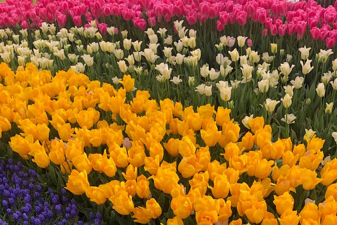 Tulip Guided Tour in Emirgan Park With Bosphorus Ferry Ride - Common Questions