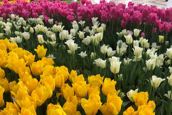 Tulip Guided Tour in Emirgan Park With Bosphorus Ferry Ride - The Sum Up
