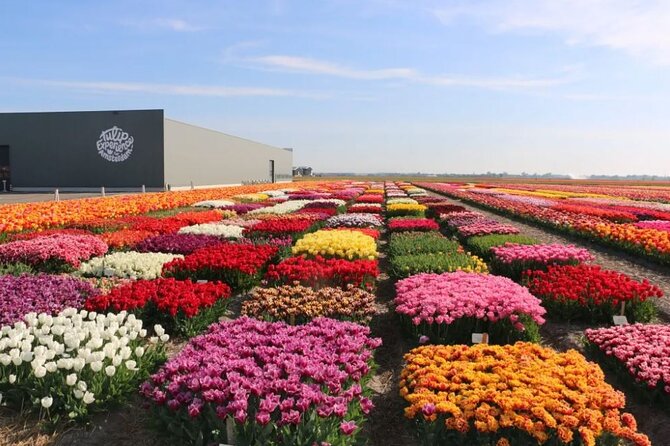Tulip Mania: Keukenhof , Tulip Farm, and Amsterdam Transfer - The Stunning Blooming Season at Keukenhof