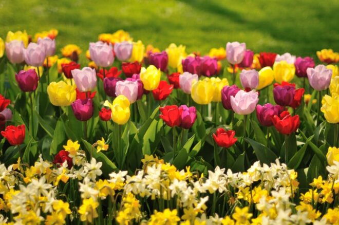 Tulips & Canals: Private Day Trip to Keukenhof and Giethoorn - Savoring the Dutch Countryside Experience
