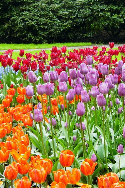 Tulips & Canals: Private Day Trip to Keukenhof and Giethoorn - Frequently Asked Questions
