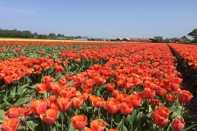 Tulips Into the Flowerfields Windmills Dutch Countryside - History of Tulips in the Netherlands
