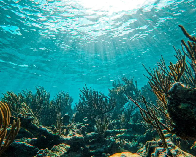 Tulum: 2-Hour Snorkeling in Two Spots of Tulums Reef - Accessibility and Recommendations