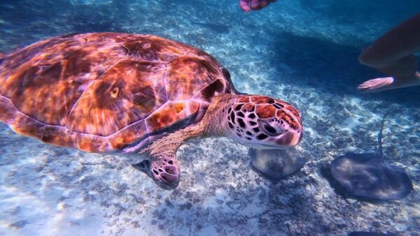Tulum: 2-Hour Snorkeling in Two Spots of Tulums Reef - Frequently Asked Questions