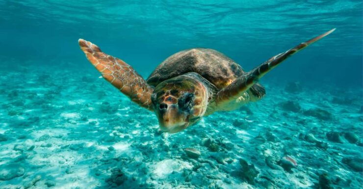 Tulum: 2 Spot Reef Snorkel 1 Hour 30 Minutes - Good To Know