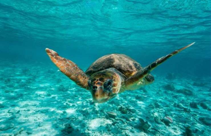 Tulum: 2 Spot Reef Snorkel 1 Hour 30 Minutes - Pricing and Booking