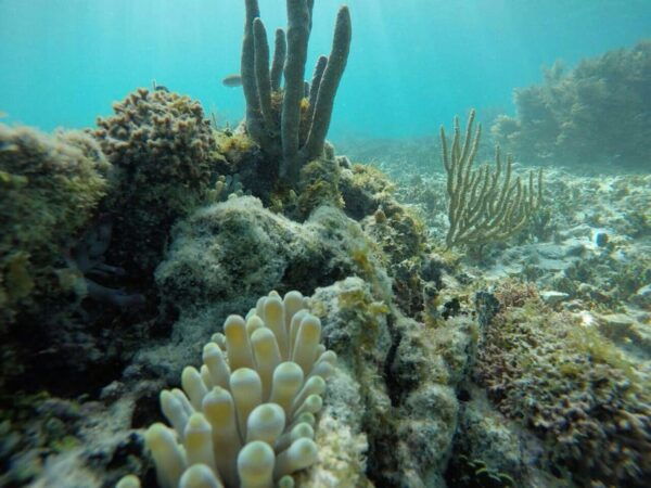 Tulum: 2 Spot Reef Snorkel 1 Hour 30 Minutes - Preparing for the Tour