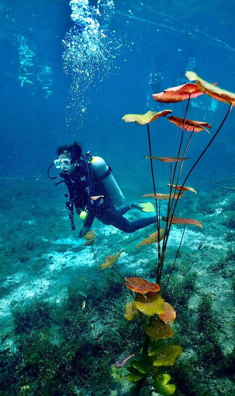 Tulum: 2 Tank Cenote Dive - What To Expect During the Tour