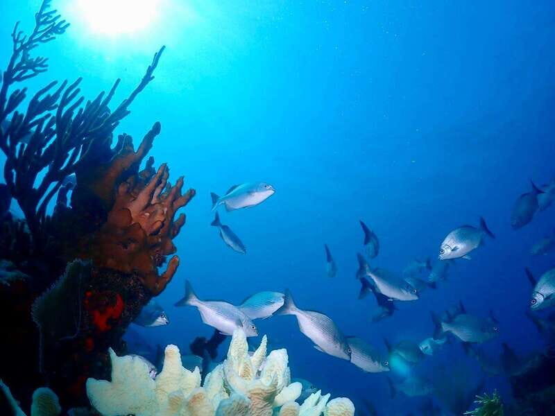 Tulum: 2 Tank Reef Diving - Good To Know