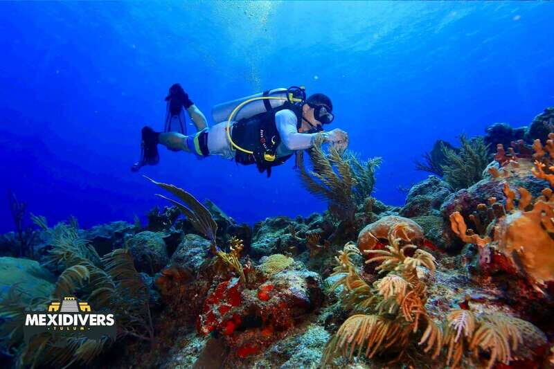 Tulum: 2 Tank Reef Diving - The Experience Breakdown