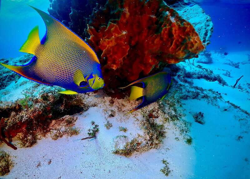 Tulum: 2 Tank Reef Diving - Why This Tour Works