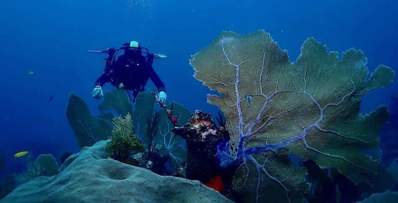 Tulum: 2 Tank Reef Diving - Who Should Consider This Tour?