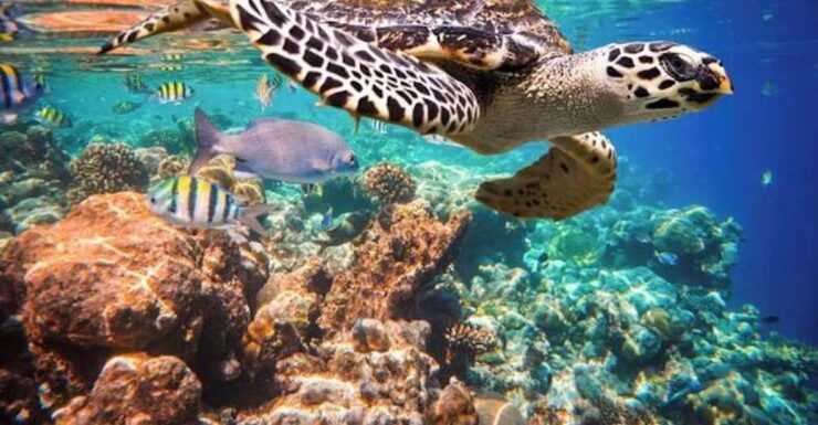 Tulum - 2 Tank Scuba Dive Casa Cenote & Barrier Reef + Lunch - Good To Know