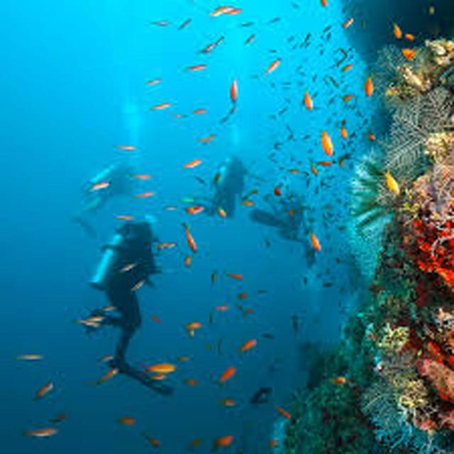 Tulum - 2 Tank Scuba Dive Casa Cenote & Barrier Reef + Lunch - Highlights of the Dive