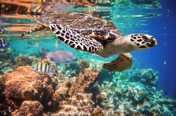 Tulum - 2 Tank Scuba Dive Casa Cenote & Barrier Reef + Lunch - Frequently Asked Questions