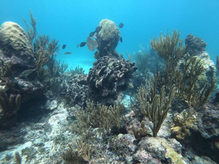 Tulum: 3 Hour Snorkel & Sailing Experience - Highlights of the Experience