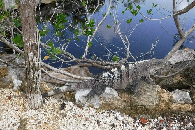 Tulum Adventure (Private, Full Day) - Tour Details