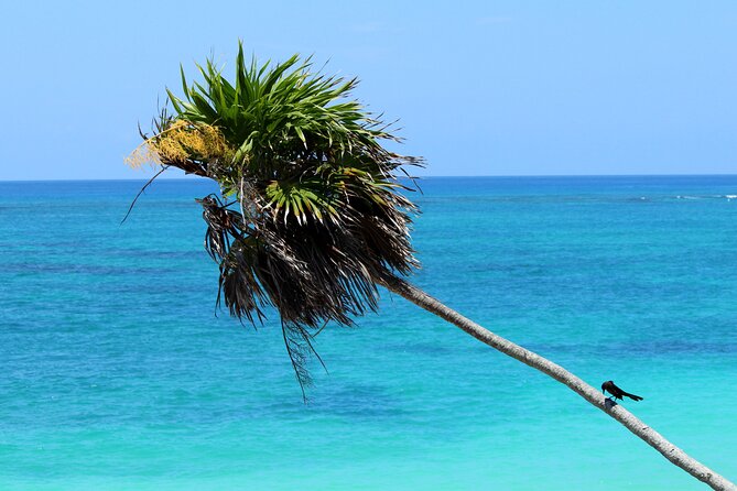 Tulum Afternoon Tour From Cancun and Riviera Maya With Pickup  - Playa Del Carmen - Common Questions