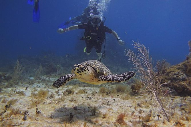 Tulum Akumal Snorkel Tour and 4 Cenotes Small Group All Fees Incl - Meeting and Pickup Details