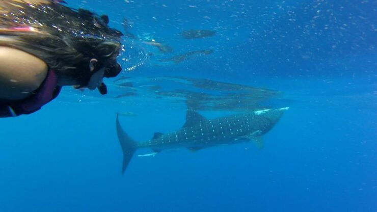 Tulum-Akumal: Swimming With Whale Sharks Tour - Tour Duration and Cancellation Policy