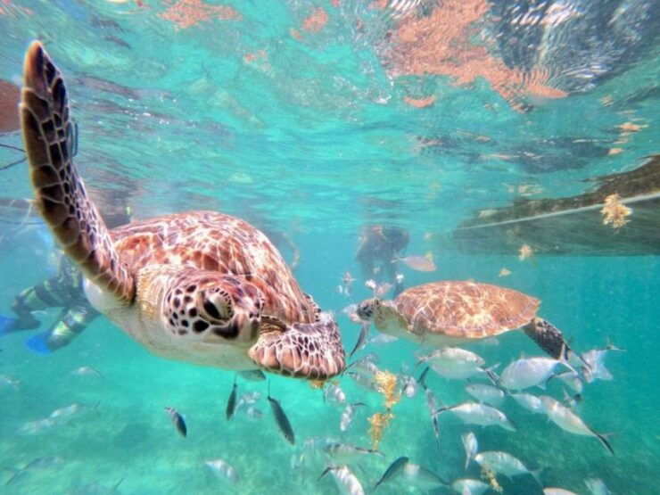 Tulum: Akumal Turtles and Cenote Swim Private Tour - Tour Details