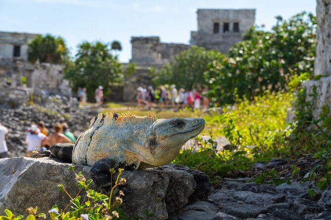 Tulum and Coba Ruins with a Cenote Experience - Good To Know
