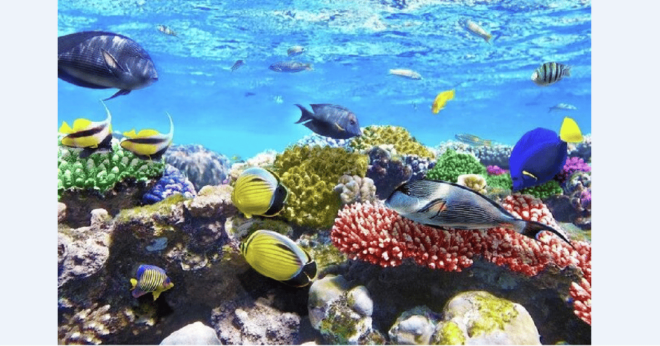 Tulum: Aquatic Adventure: Yalku, Cenote & Kaan Luum Lagoon - Experience Kaan Luum Lagoon