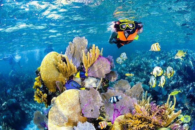 Tulum Area Experiences Guided Snorkeling Tour - Casa Cenote Ocean Reef & Lunch - Inclusions