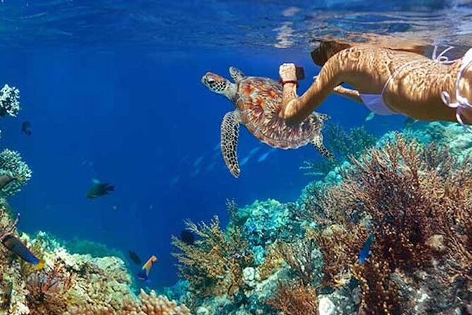 Tulum Area Experiences Guided Snorkeling Tour - Casa Cenote Ocean Reef & Lunch - Additional Information
