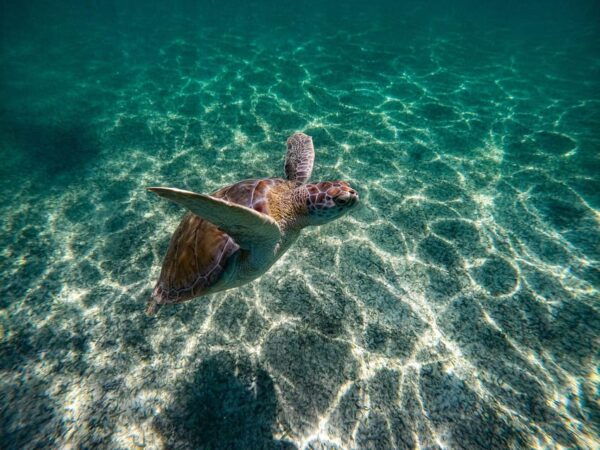 Tulum, Cenote + Swimming With Turtles PRIVATE TOUR - Cenote Experience