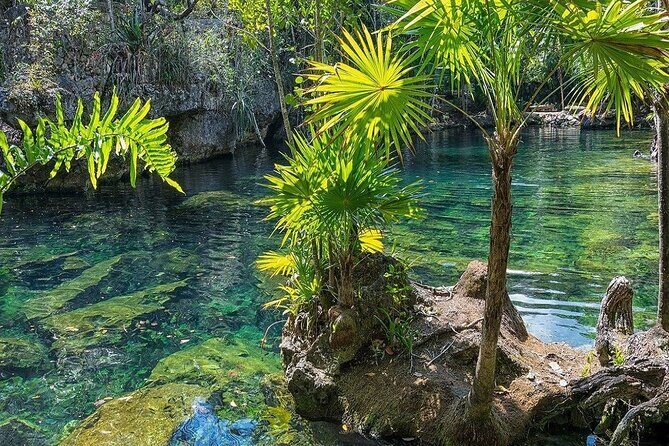 Tulum Cenotes Discovery: Swim & Snorkel in Natures Pools - Who Will Love It?