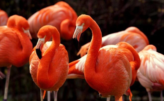 Tulum: Coloradas & Rio Lagartos Biosphere! Crocodile Farm - What to Bring and Restrictions