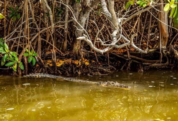 Tulum: Coloradas & Rio Lagartos Biosphere! Crocodile Farm - Meal at Local Restaurant
