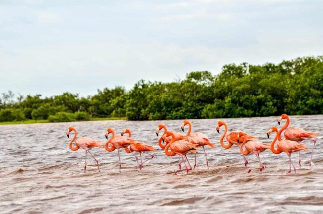Tulum: Coloradas & Rio Lagartos Boat Ride! Crocododile Farm - Coloradas Tour