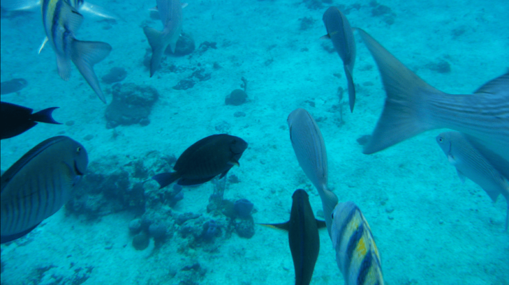 Tulum: Cozumel Cielo Adventure! Round Trip From Tulum City - Good To Know