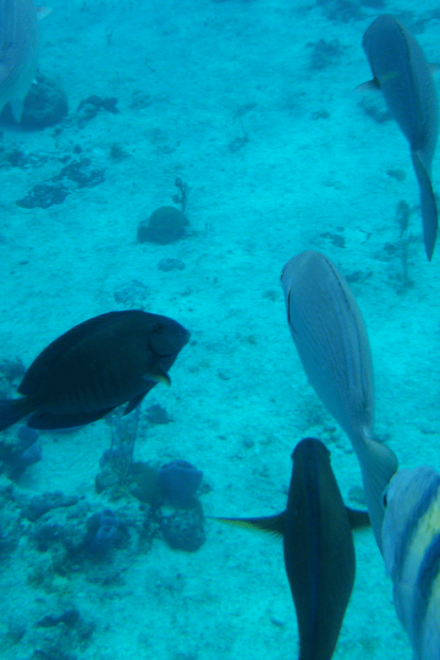 Tulum: Cozumel Cielo Adventure! Round Trip From Tulum City - Transportation and Meeting Point