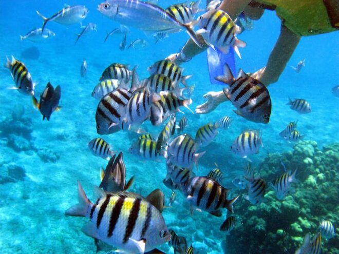Tulum: Cozumel Cielo Adventure! Round Trip From Tulum City - Onboard Amenities